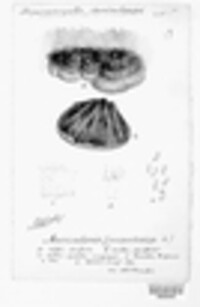 Auricularia mesenterica image